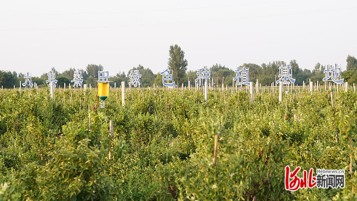 巨鹿县大美桑田绿色种植基地。赵荣昊摄