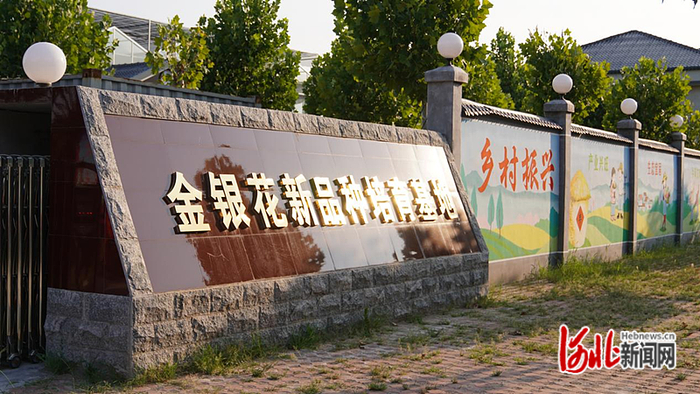 巨鹿县金银花新品种培育基地。赵荣昊摄