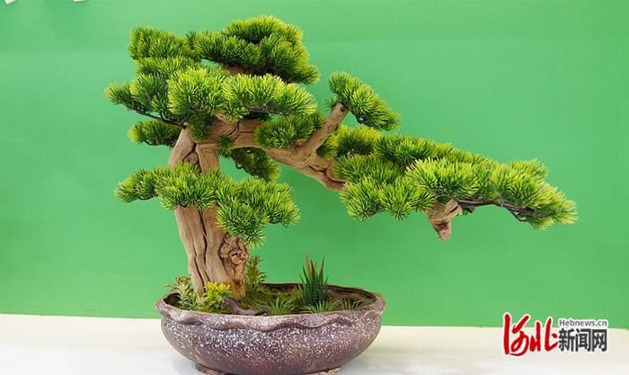 金银花盆景。赵荣昊摄