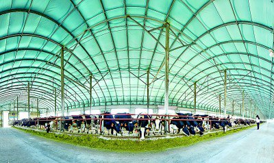     通辽市全力建设全国肉牛产业第一重镇。资料图片