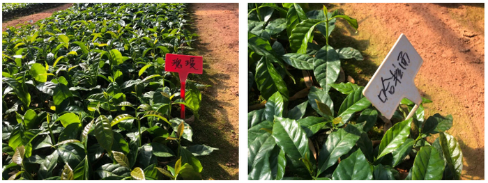 ▲各种稀缺豆子的种植大棚