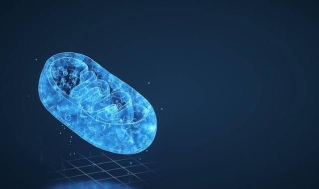 线粒体横截面视图，三维渲染。计算机数字绘图。图源：ic photo