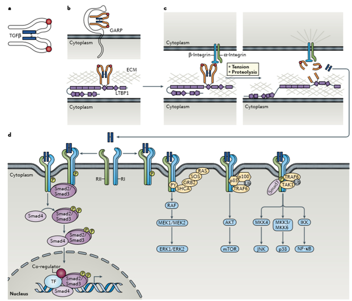 图1. TGF-β的信号传导机制，来源：参考1