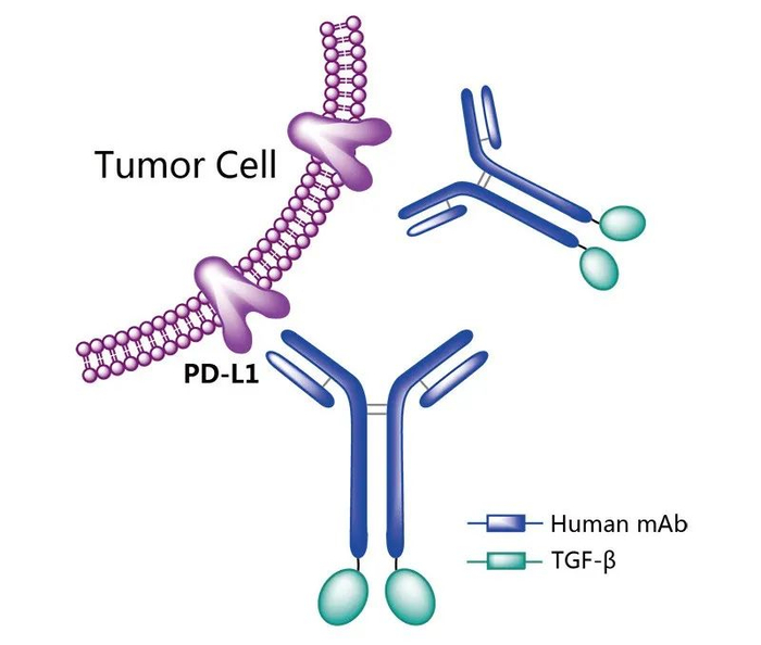 图6. M7824作用机制示意图，来源：药渡数据