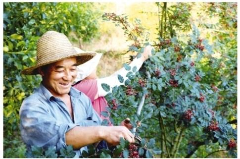     花椒红了，椒农采收忙。    田兴文摄