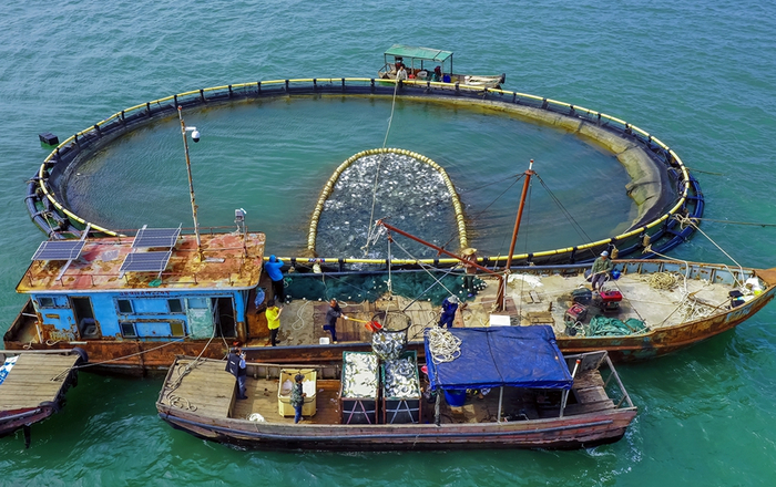 白龙珍珠湾海域国家级海洋牧场示范区里养殖的金鲳鱼喜获丰收。陈先毅 摄