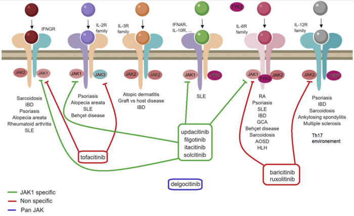 图2. JAK激酶成员、抑制剂以及介导的信号通路