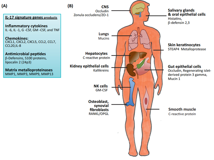 图6. IL-17调控的主要炎症基因