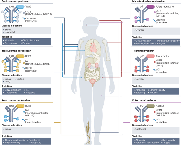 图1：目前获批于实体瘤的ADC结构和主要毒性