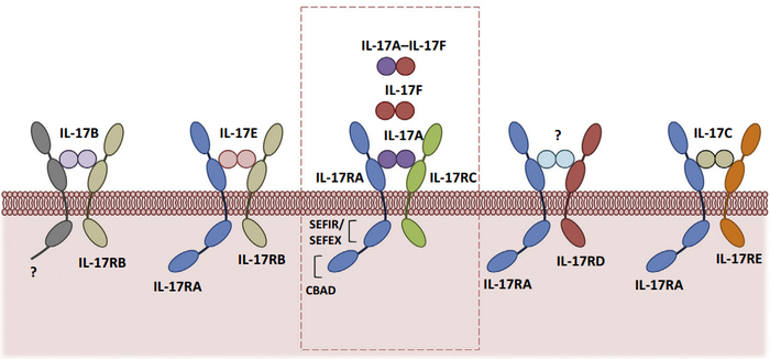 图5. IL-17细胞因子和受体家族