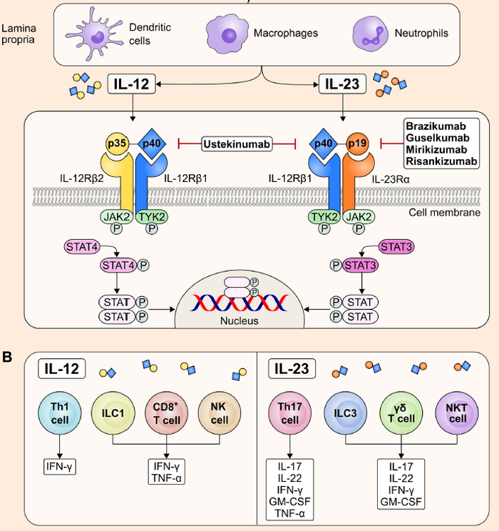 图1. IL-12、IL-23和JAK-STAT信号通路