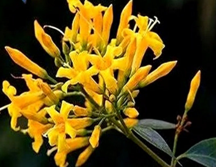 图片来源：广东广播电视台