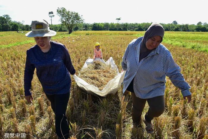 当地时间2023年3月27日，泰国那拉提瓦，农民和孩童在田间收割水稻。