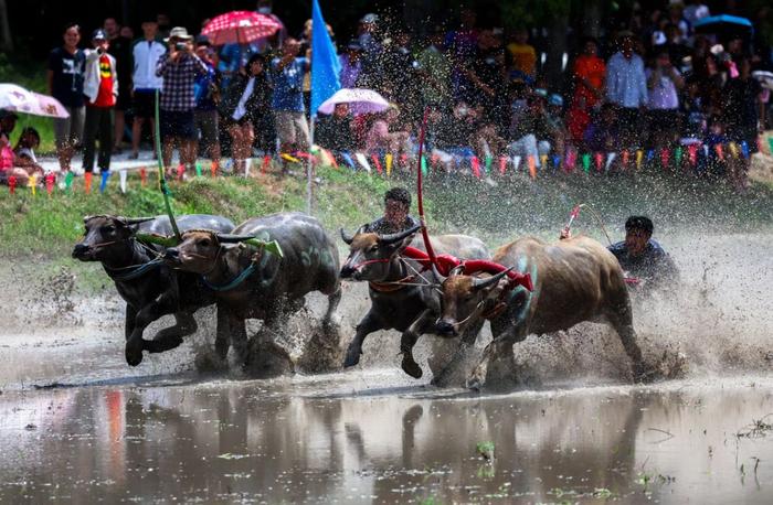 当地时间2023年8月6日，泰国春武里府举行传统水牛比赛，以迎接水稻播种季节的到来。 图源：路透社