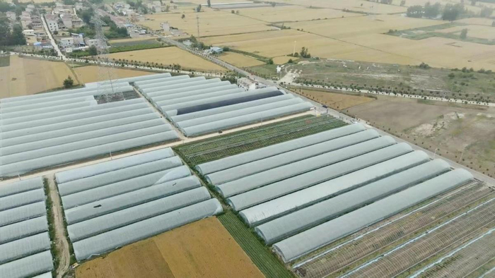  芦蒿基地航拍。