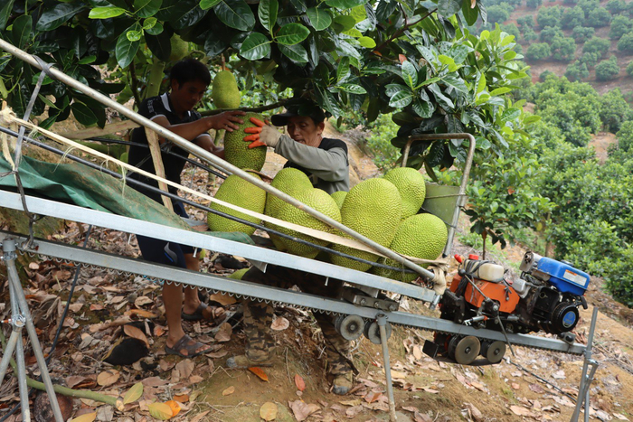 工人将果实装进轨道车
