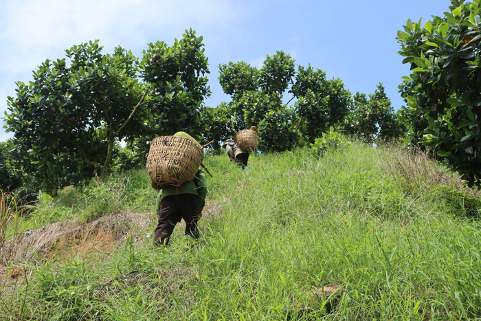 工人正在搬运果实