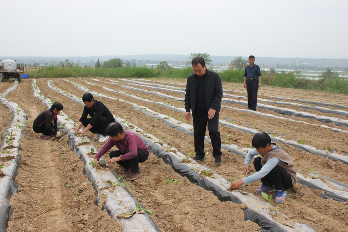 运城市闻喜县烟草专卖局组织进行大田移栽