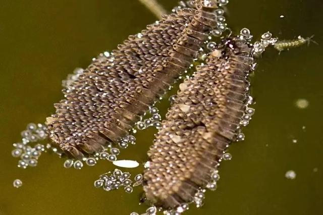 库蚊卵。图源：pestworld.org