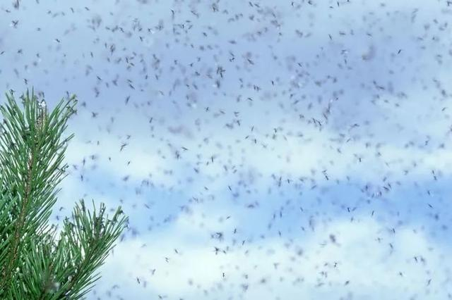 虽然知道不会咬你，但不扇走就难受。图源：cosmopolitan.com