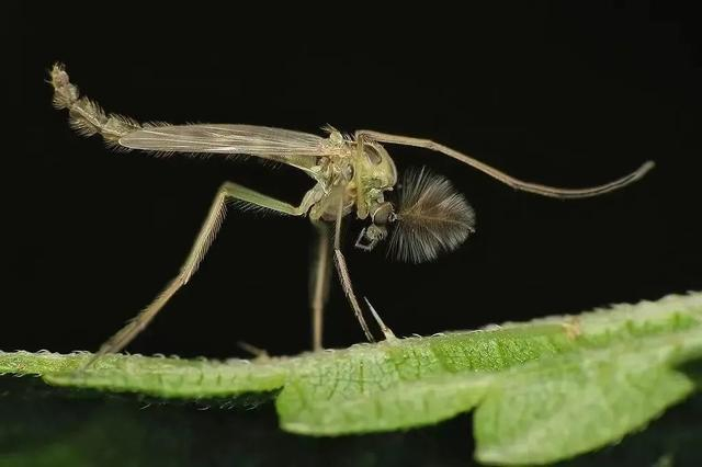 好像支马桶刷。图源：insektarium.net