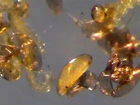 几百颗蚊卵，被一团透明胶质包裹成诱人的果冻。图源：unh.edu