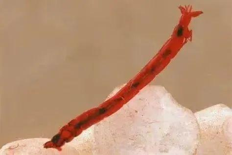 是人家自己的“血”，别误会是吸了你的。图源：NC State University