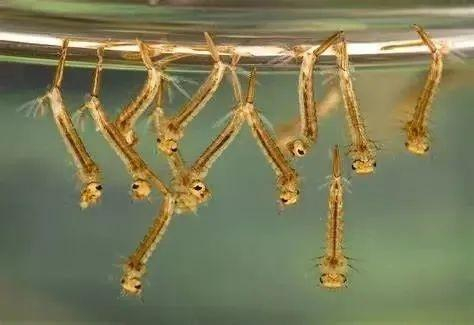 吊着的库蚊幼虫。图源：publicdomainfiles.com