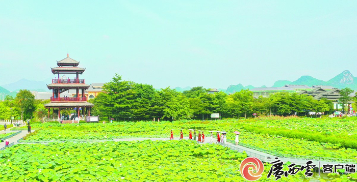 盛夏季节，荷美覃塘景区，荷花正艳，以靓丽姿态迎接八方来客。（资料图）