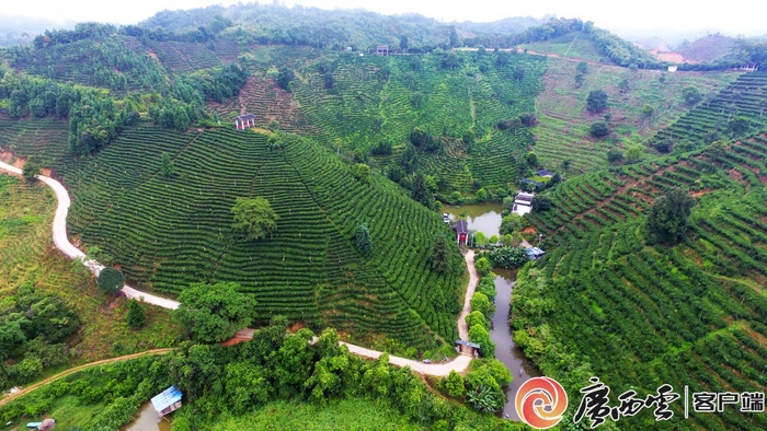 苍梧县六堡镇山坪村美丽的六堡茶茶园。（资料图）