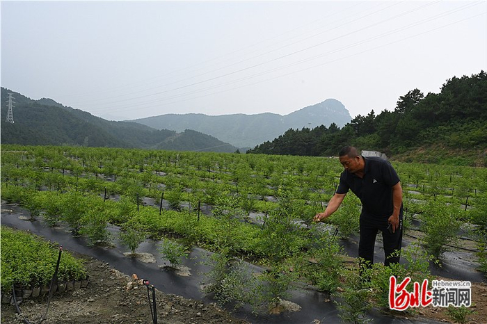近日，青龙满族自治县建友种植专业合作社理事长陈英正在打理种植基地内的酸枣树苗。 河北日报记者孙也达摄