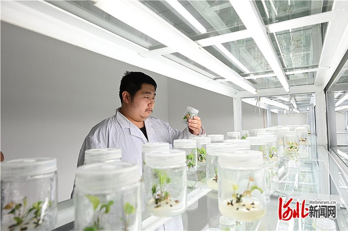 近日，秦皇岛同盛医药有限公司技术员正在检查组培苗发育情况。 河北日报记者孙也达摄