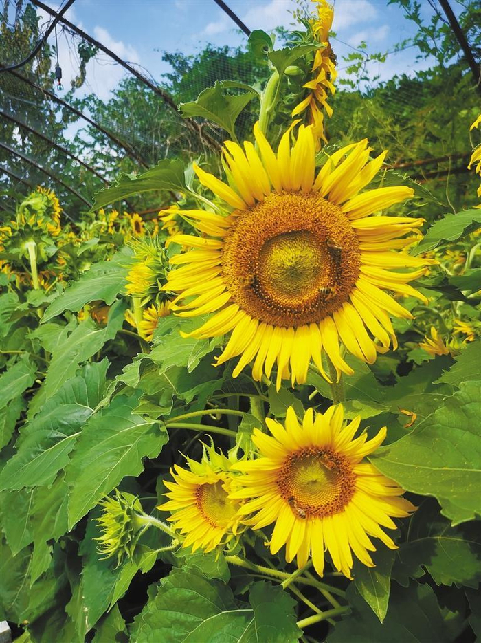 陕西省航天育种工程技术研究中心选育的太空油葵。