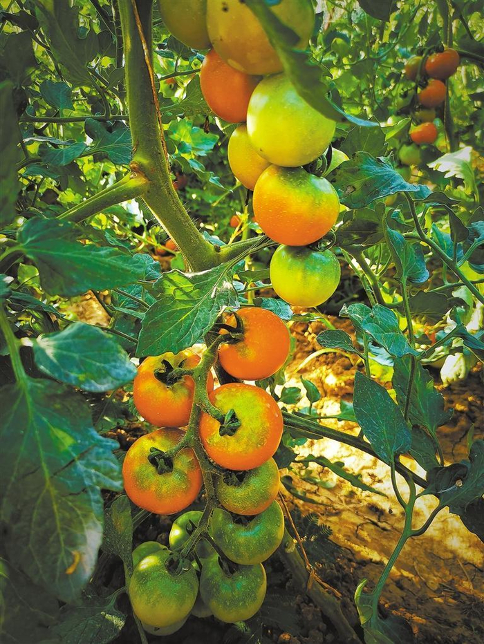 陕西省航天育种工程技术研究中心选育的樱桃番茄。