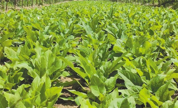 陕西省航天育种工程技术研究中心选育的太空食叶草。