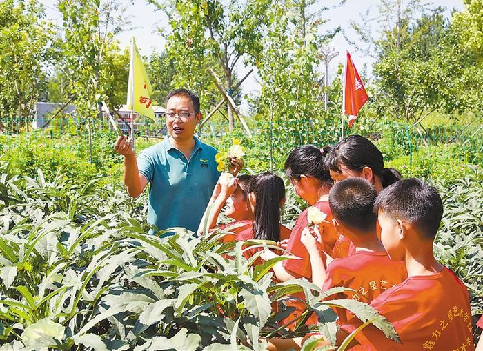     ▼学生们正在采摘秋葵。本报通讯员 庞趁友 本报记者 刘磊 摄