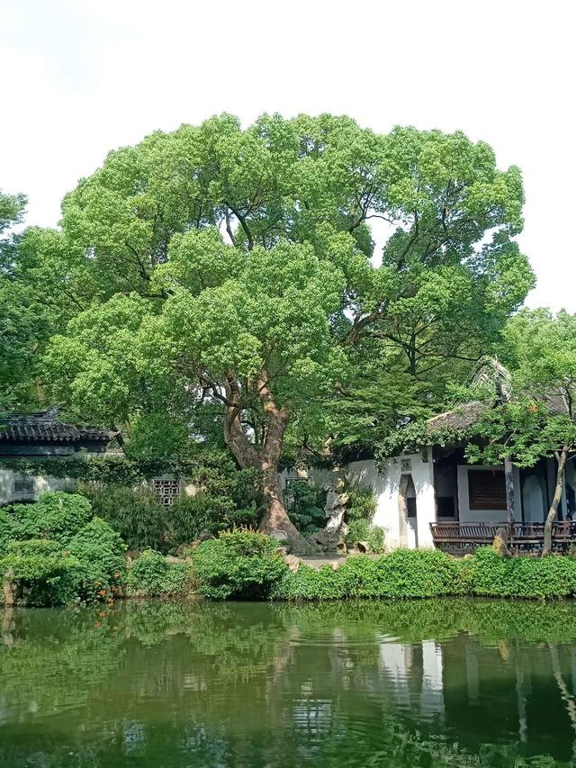 香樟，锡惠公园寄畅园知鱼槛北侧，树龄430年（来源：无锡市市政和园林局古树名木登记表）