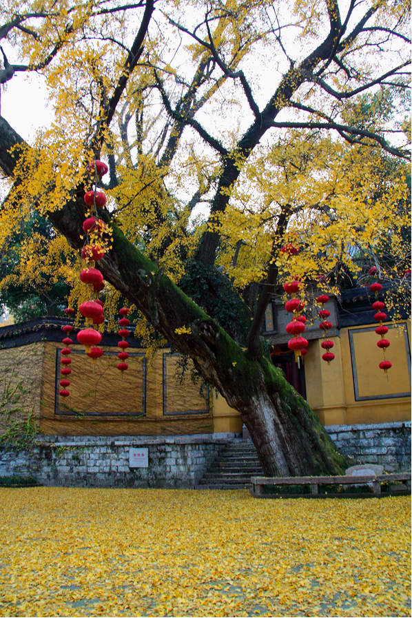 银杏，锡惠公园大同殿前，树龄630年（来源：无锡市市政和园林局古树名木登记表）