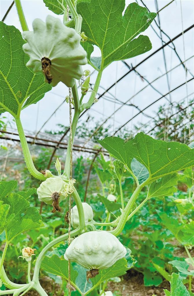 陕西省航天育种工程技术研究中心选育的太空飞碟南瓜。