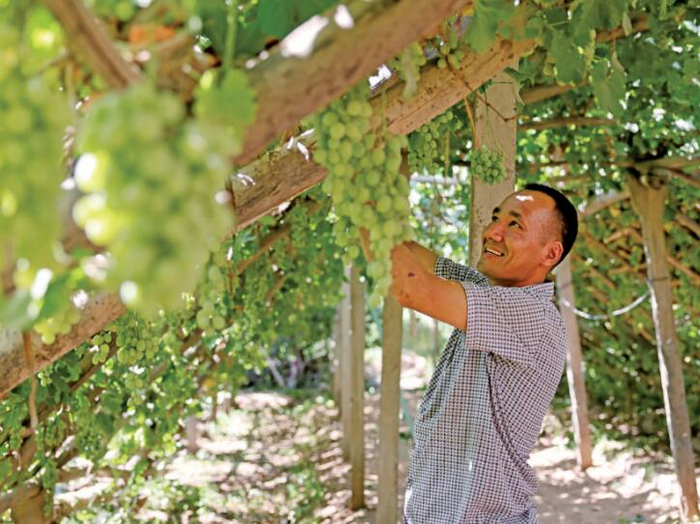 喀什地区的葡萄即将成熟上市，农户正在采摘早熟的葡萄。记者 史方舟/摄
