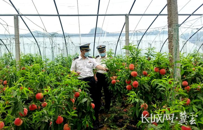 河北鲜桃首次出口中亚。王朝华 李效峰 摄