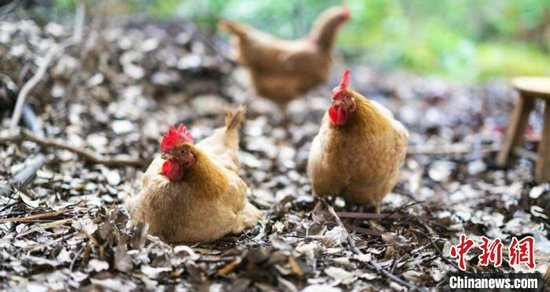 图为在江西省共青城市苏家垱乡大桥村黄桃种植基地内饲养的林下土鸡。共青城市融媒体中心供图