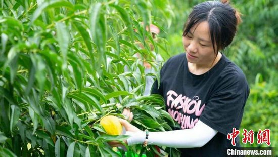 图为在江西省共青城市苏家垱乡大桥村黄桃种植基地内，游客正在采摘黄桃。共青城市融媒体中心供图