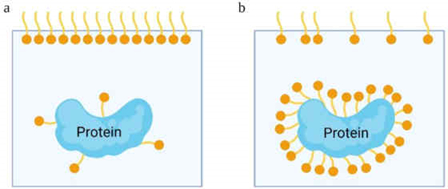 图1：蛋白质稳定的不同机制示意图