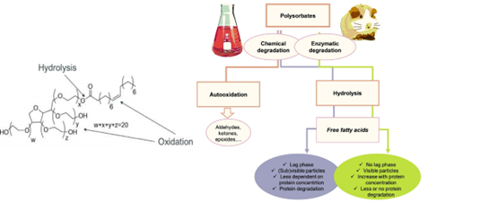 图3：聚山梨酯降解的主要途径