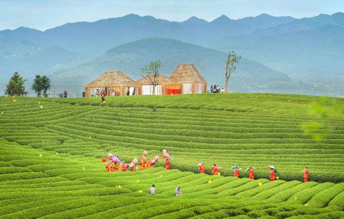 松阳大木山茶园景区 新兴镇供图