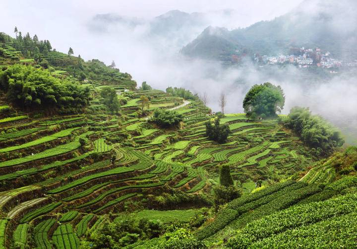 松阳县在新兴镇谋划“生态有机茶谷“项目”　新兴镇供图