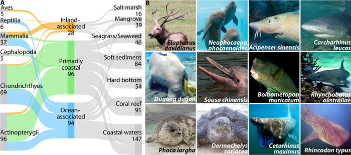 ▲图1 | 我国海岸带大型野生动物的物种丰富度。