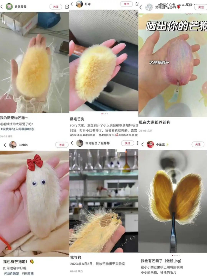 小红书截图：精选芒狗大赏