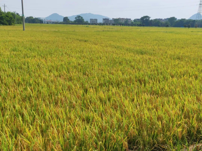 图为金黄的稻田（资料图）